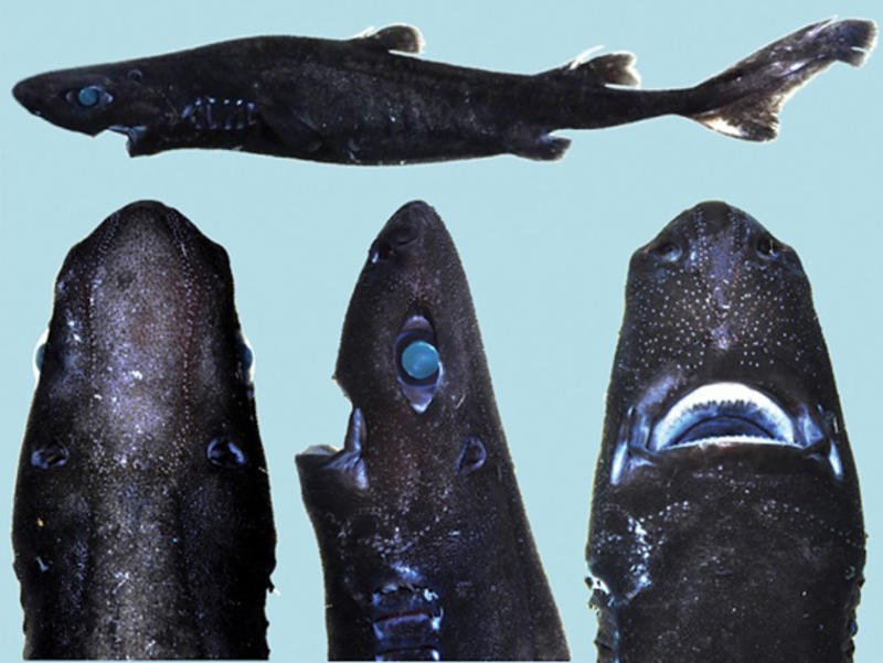 Найден новый вид светящихся акул / oceansciencefoundation.org