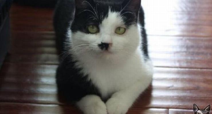 Ученые установили причину рождения похожих на Гитлера котов