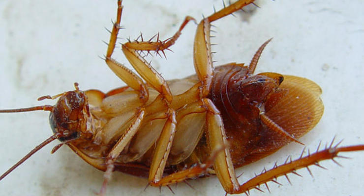 Ученые выяснили секрет живучести тараканов