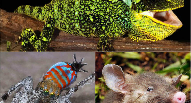 Драконы, пауки-танцоры и свиноносая крыса: ТОП-15 животных, открытых в 2015 году