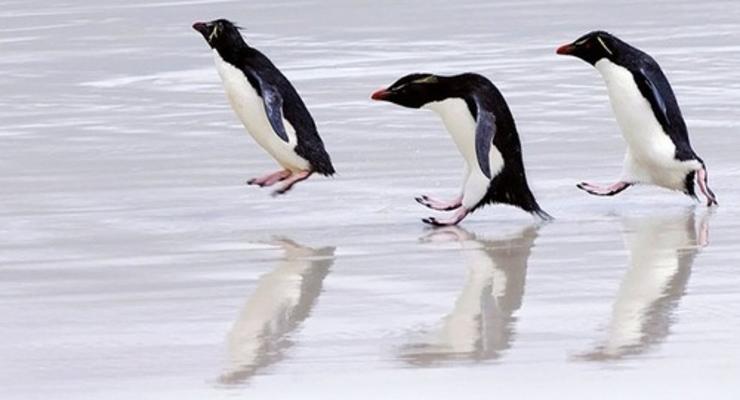 Биологи разгадали тайну бега толстых пингвинов