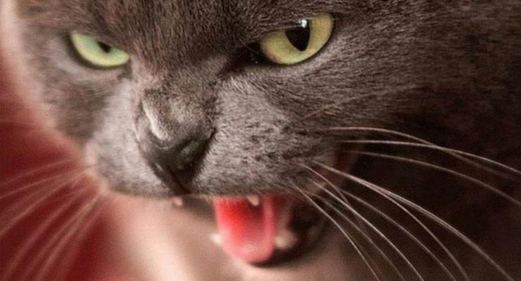 Пушистый комок нервов: У кошек нашли 25 видов страданий
