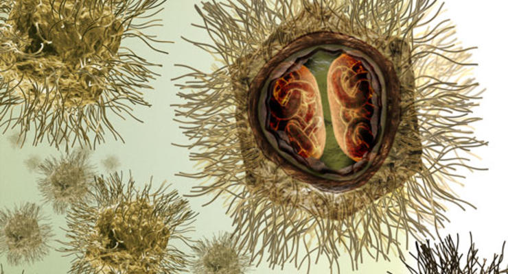 Гигантские вирусы признали четвертой формой жизни