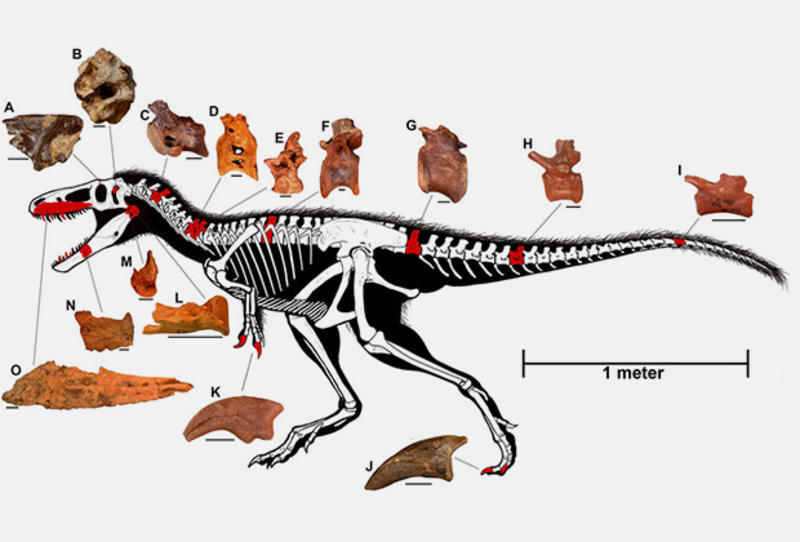 Найден умный родственник тираннозавра