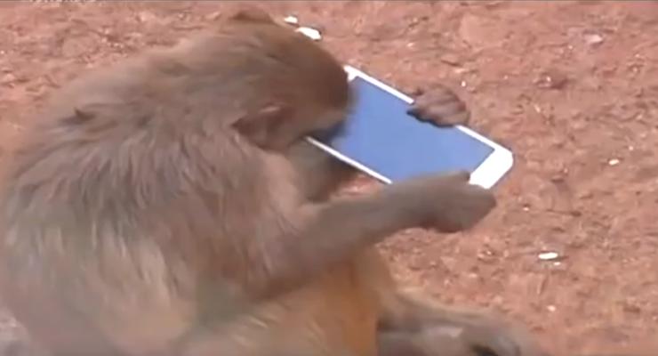 Обезьяна и смартфон: в зоопарке животное забрало телефон у посетительницы