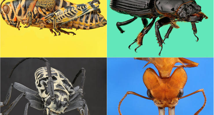 Миниатюрная красота: Ученые выложили в Сеть фото-коллекцию насекомых