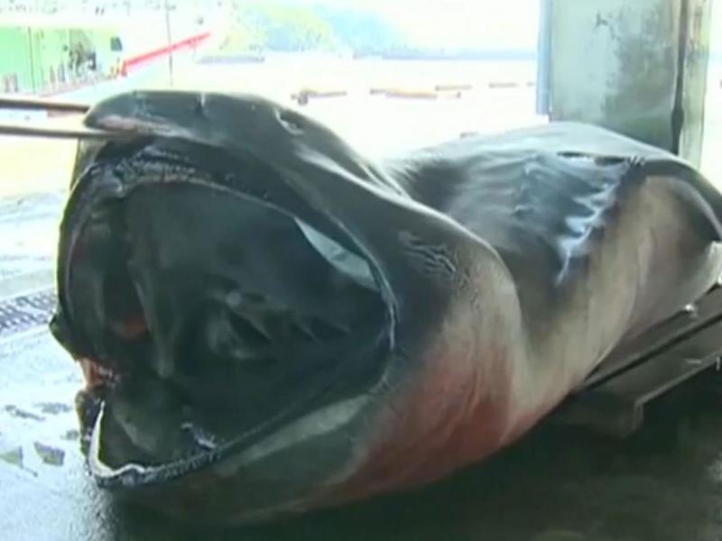 У берегов Японии поймали редчайшую большеротую акулу
