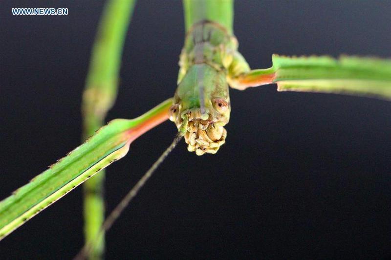 В горах Китая обнаружили самое длинное насекомое в мире