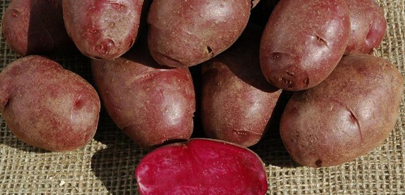 В США вывели красный и фиолетовый картофель / potatoes.colostate.edu