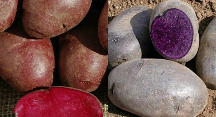 В США вывели красный и фиолетовый картофель