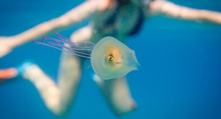 Фото рыбы в медузе стало хитом в Сети