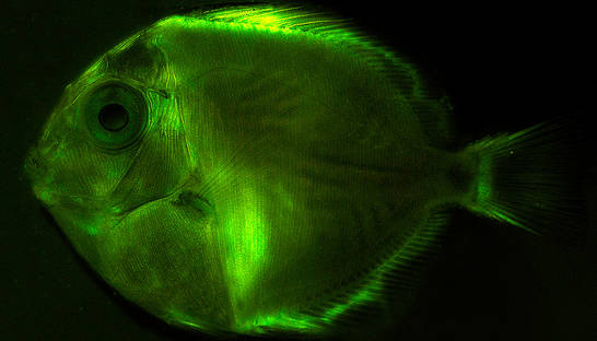 Свет в глубине: Самые страшные обитатели дна океана