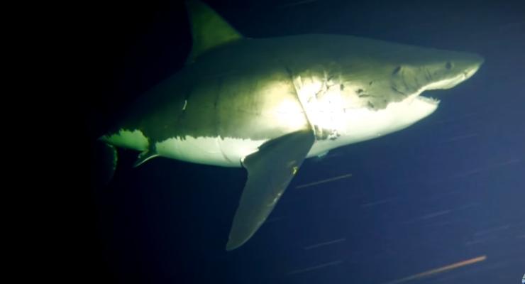 На видео впервые засняли спящую акулу-людоеда