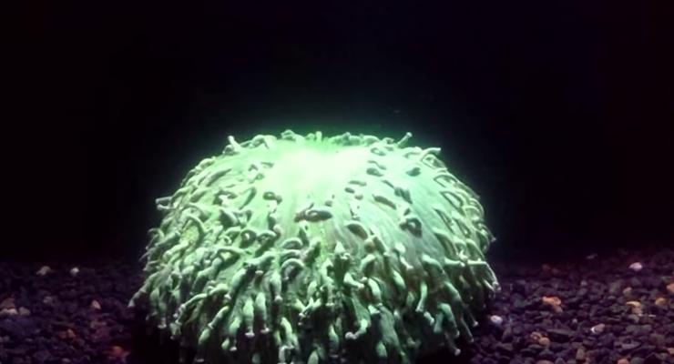 На видео впервые засняли смерть коралла