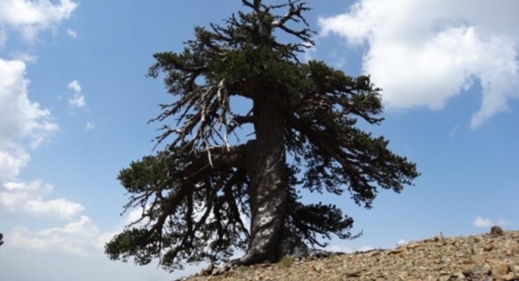 Найдено самое древнее дерево Европы