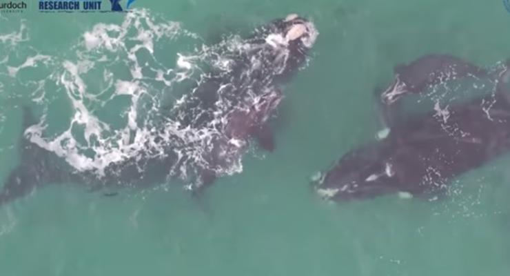 Ученые показали редкие кадры с белыми китами