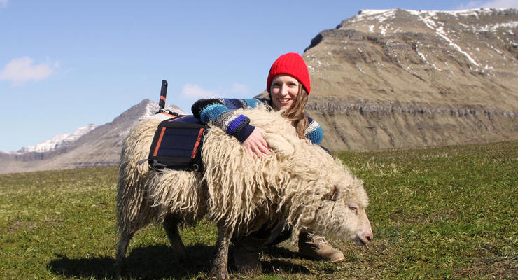 На Фарерских островах панорамы для Google снимают овцы