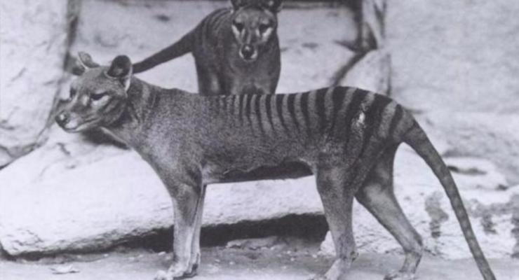 В Австралии "воскресло" животное, вымершее 80 лет назад