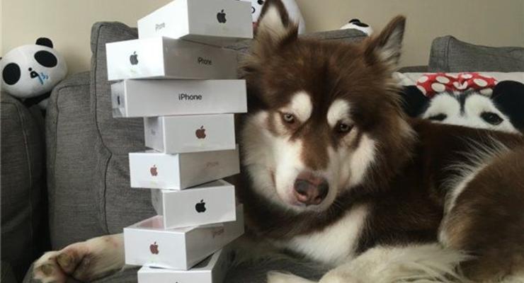Китайский "мажор" купил своей собаке восемь iPhone 7