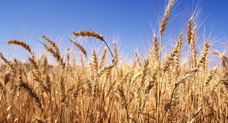 К 2070 год на земле исчезнут пшеница и рис – ученые