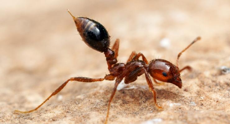 Ученые доказали пользу одного из самых опасных ядовитых видов муравьев