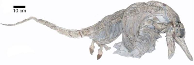 Ученые открыли два новых вида ихтиозавра / deanrlomax.co.uk