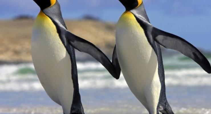 Ученые выяснили, почему пингвины разучились летать