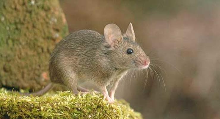 Биологи доказали, что мыши пищат по принципу реактивных двигателей