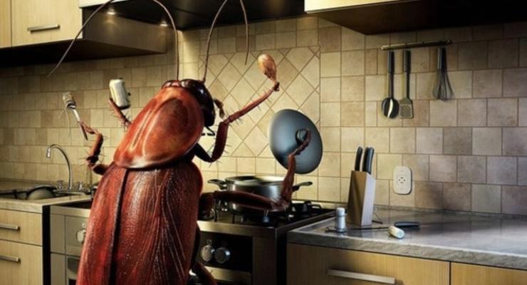 Ученые выяснили, что у тараканов своя миссия на Земле