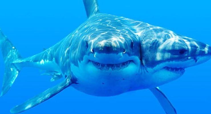 Ученые вырастили в пробирке акулу с двумя головами