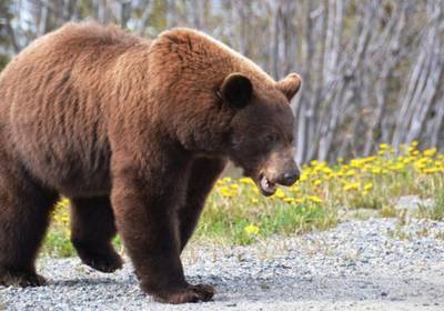 На Марсе обнаружены окаменелые останки медведя - ученые
