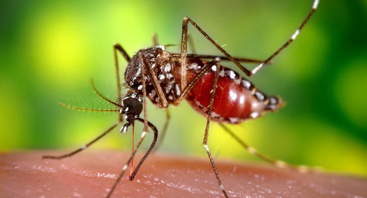 В Бельгии научились убивать комаров страхом