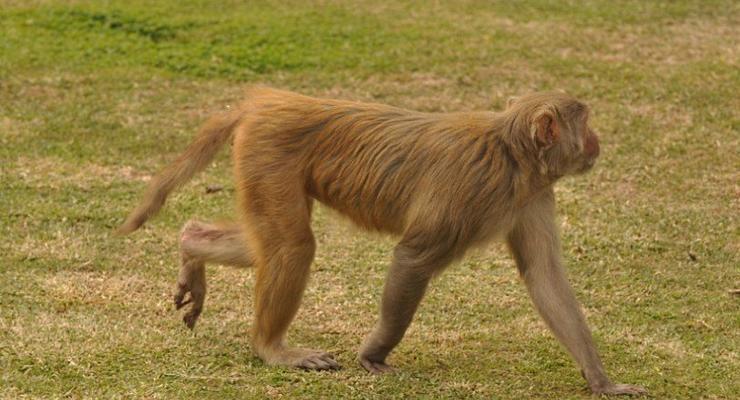 Ученые вернули парализованной обезьяне способность ходить