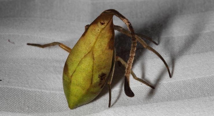 В Китае обнаружили пауков, способных маскироваться под листья