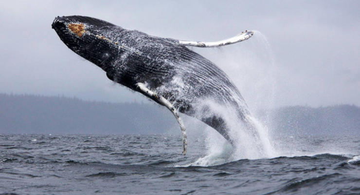Стало известно, зачем киты выпрыгивают из воды