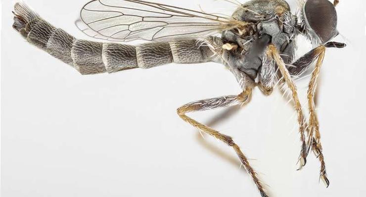 Биологи обнаружили новый вид мух-убийц