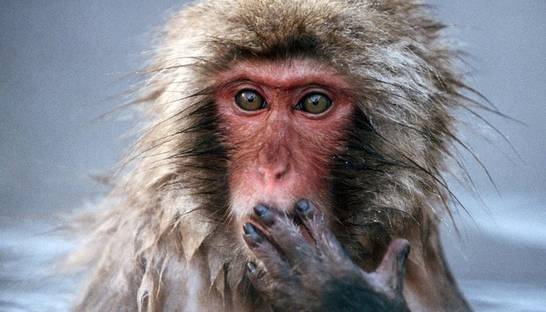 Обезьяны способны говорить - биологи