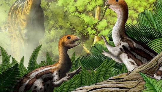 Стало известно, почему у птиц нет зубов