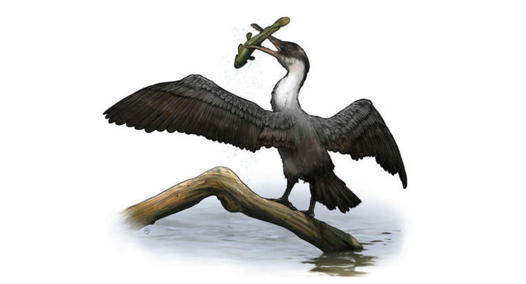 Ученые обнаружили останки неизвестной птицы возрастом 90 миллионов лет
