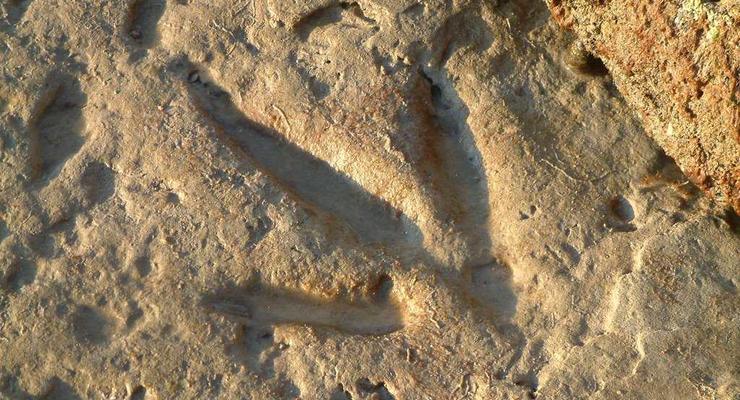 В Китае нашли следы динозавров, которым более 145 миллионов лет