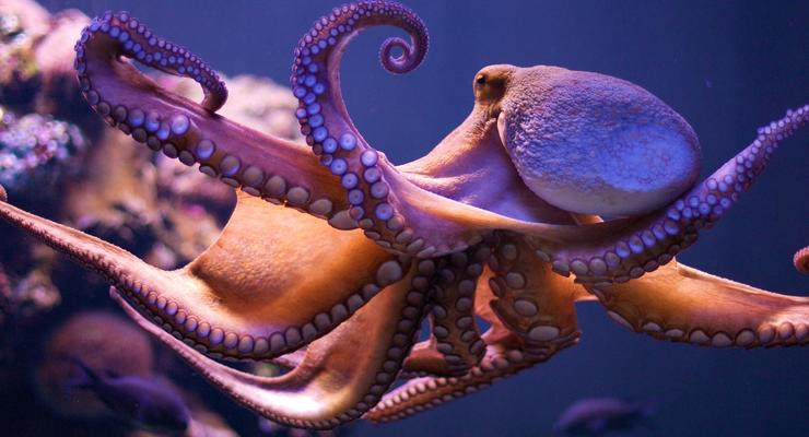 Ученые доказали внеземное происхождение осьминогов
