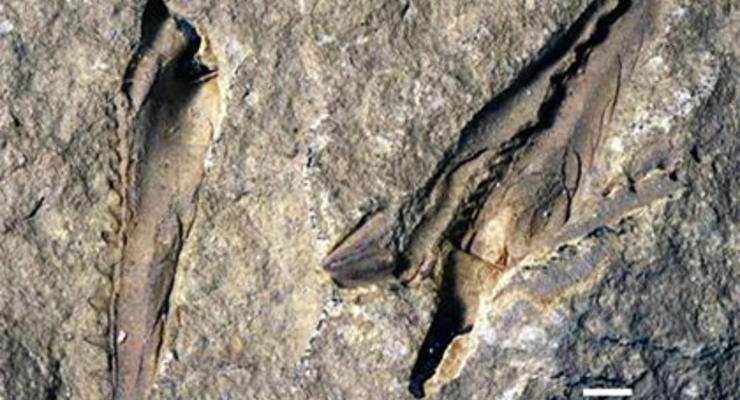 В канадском музее обнаружен древний хищный червь-гигант