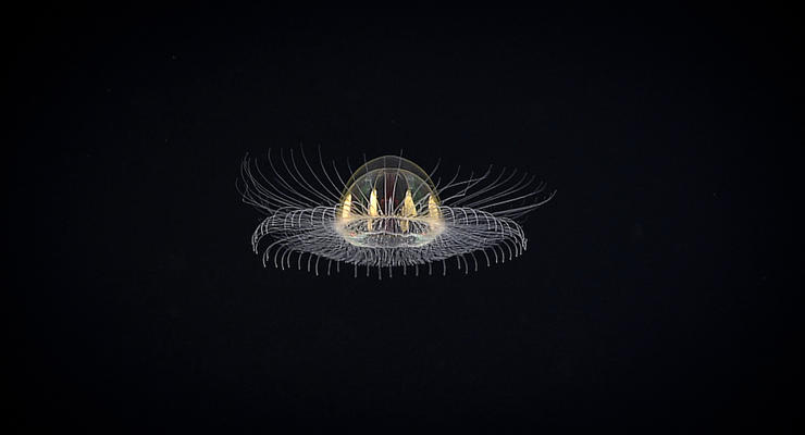 Ученые нашли неизвестную "космическую" медузу