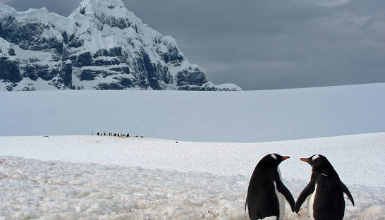 Ученые выяснили, когда полностью растают льды Арктики