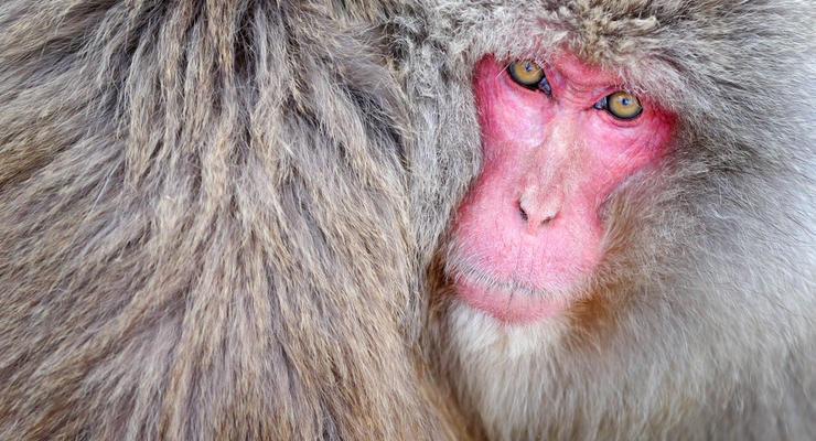Биологи наделили обезьян иммунитетом к ВИЧу
