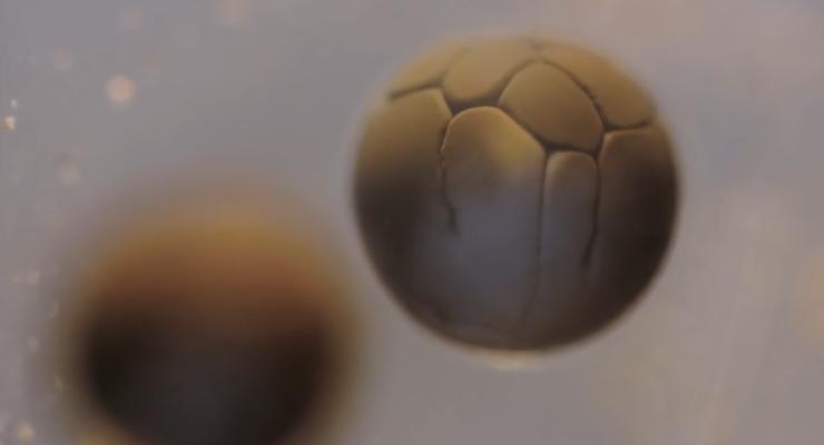 Биологи показали на видео первые 33 часа жизни клетки эмбриона