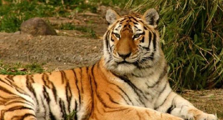 Ученые засняли на видео новую группу редчайших индокитайских тигров