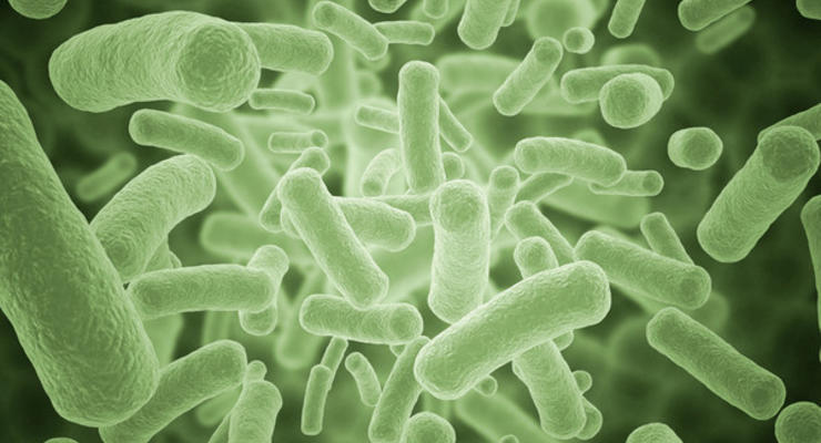 Биологи разобрались, как бактерии отличают пищу от яда