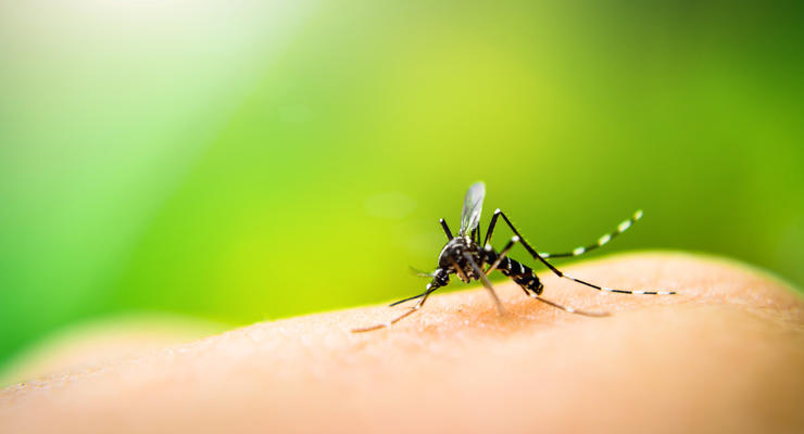 Ученые показали полет комара в superslow motion