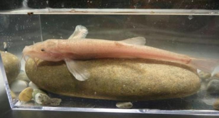 В Европе нашли уникальную неизвестную рыбу с поросячьими глазками